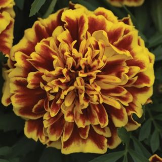 Compra TAGETE ATON BEE Pildorado F1 (1000 Semillas). en la tienda online Fito Agrícola