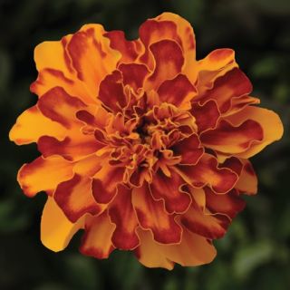 Compra TAGETE ATON BOLERO Pildorado F1 (1000 Semillas). en la tienda online Fito Agrícola