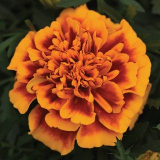 Compra TAGETE ATON FLAMED Pildorado F1 (1000 Semillas). en la tienda online Fito Agrícola