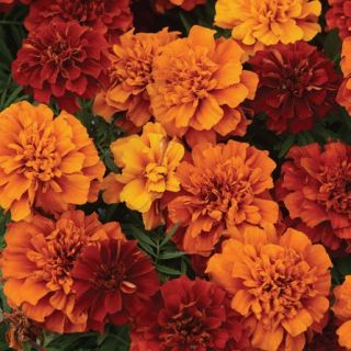 Compra TAGETE ATON FIREBALL Pildorado F1 (1000 Semillas). en la tienda online Fito Agrícola