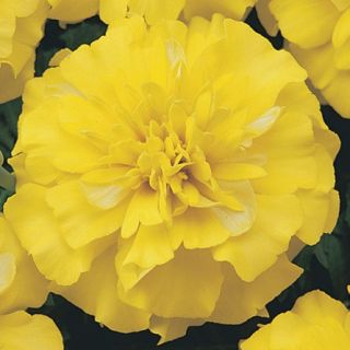 Compra TAGETE ATON YELLOW Pildorado F1 (1000 Semillas). en la tienda online Fito Agrícola