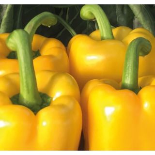 Compra PIMIENTO CASTAMAR F1 (1000 Semillas). en la tienda online Fito Agrícola