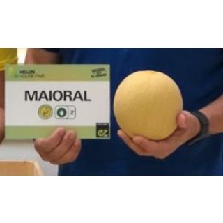 Compra MELÓN MAIORAL F1 (1000 Semillas). en la tienda online Fito Agrícola