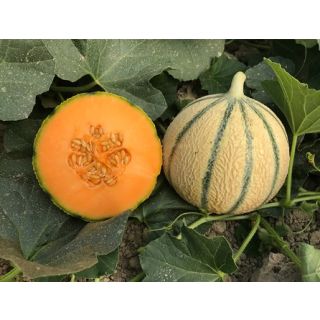 Compra MELÓN EXQUIZ F1 (1.000 Semillas). en la tienda online Fito Agrícola