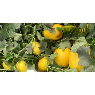 Compra MELÓN MIELON F1 (1000 Semillas). en la tienda online Fito Agrícola