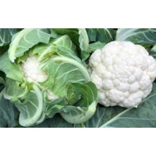 Compra COLIFLOR OCEANIQUE F1 (2.500 Semillas) en la tienda online Fito Agrícola