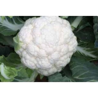 Compra COLIFLOR TELENO F1 (2.500 Semillas) en la tienda online Fito Agrícola