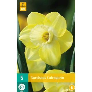 Compra NARCISOS CAIRNGORM en la tienda online Fito Agrícola