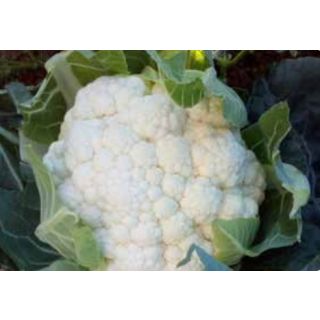 Compra COLIFLOR TWISTIQUE F1 (2.500 Semillas) en la tienda online Fito Agrícola