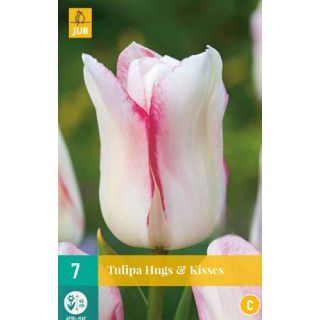 Compra TULIPÁN HUGS & KISSES en la tienda online Fito Agrícola