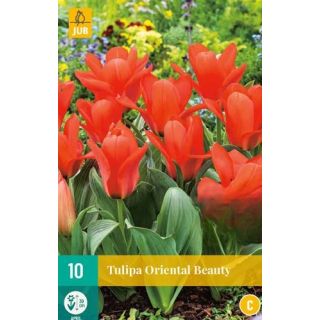 Compra TULIPÁN ORIENTAL BEAUTY en la tienda online Fito Agrícola