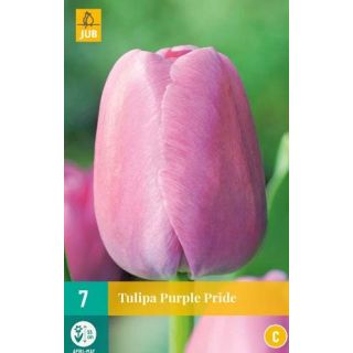 Compra TULIPÁN PURPLE PRIDE en la tienda online Fito Agrícola