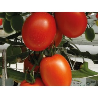 Compra TOMATE PAIPAI F1 ECOLÓGICO (1.000 Semillas) en la tienda online Fito Agrícola
