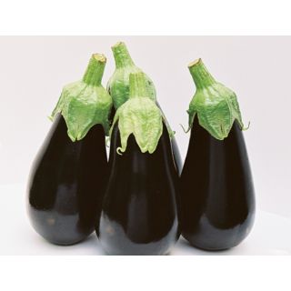 Compra BERENJENA BLACK PEARL F1 ECOLÓGICO (1.000 Semillas) en la tienda online Fito Agrícola