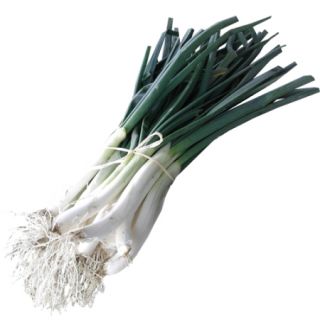 Compra CEBOLLA CALÇOT Extra Sel. Diamond Pildorada (100.000 Semillas) en la tienda online Fito Agrícola