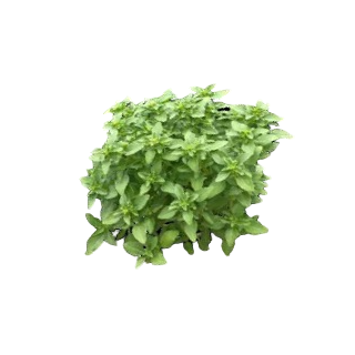 Compra ALBAHACA CRETA (1 Kgr.). en la tienda online Fito Agrícola