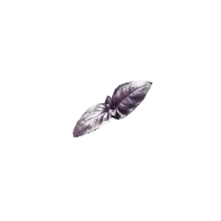 Compra ALBAHACA RUBI (1 Kgr.). en la tienda online Fito Agrícola