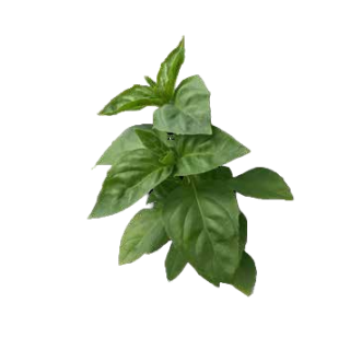 Compra ALBAHACA GEMINI (50.000 Semillas) en la tienda online Fito Agrícola