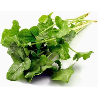 Compra BERRO DE AGUA BABY LEAF (50 gr.) en la tienda online Fito Agrícola