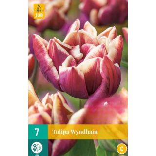 Compra TULIPÁN WYNDHAM en la tienda online Fito Agrícola