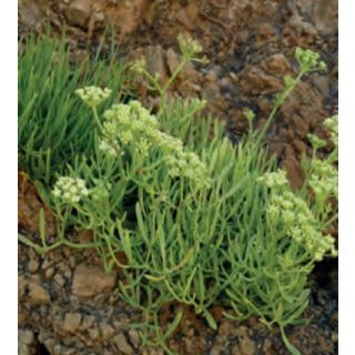 Compra HINOJO DE MAR (50 gr.). en la tienda online Fito Agrícola