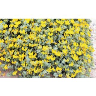 Compra CUERNECILLO DE MAR (50 gr.). en la tienda online Fito Agrícola