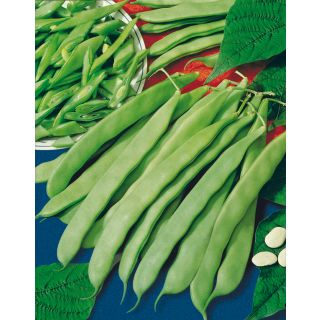 Compra JUDÍA LIMKA (5 Kgr.) en la tienda online Fito Agrícola