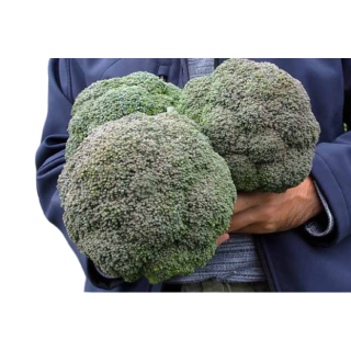 Compra BRÓCOLI PHAR LAP F1 Peliculado (10.000 Semillas). en la tienda online Fito Agrícola