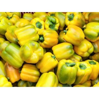 Compra PIMIENTO TROMBA F1 (1000 Semillas). en la tienda online Fito Agrícola