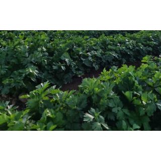 Compra APIO NEMESIS F1 Micro Píldora (25.000 Semillas) en la tienda online Fito Agrícola