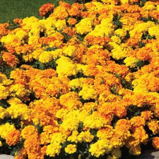 Compra TAGETE ENDURANCE FORMULA MIX Peliculada (1000 Semillas). en la tienda online Fito Agrícola