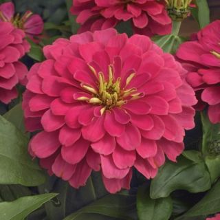 Compra ZINNIA MONDO CORAL Pildorada F1 (1000 Semillas). en la tienda online Fito Agrícola