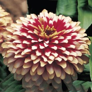 Compra ZINNIA SWIZZLE CHERRY IVORY SATIN Pildorada F1 (1000 Semillas). en la tienda online Fito Agrícola