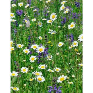 Compra MEDITERRANEA DE FLORES SILVESTRES (100 gr.). en la tienda online Fito Agrícola