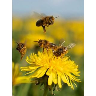 Compra MELIFERAS, FAUNA AUXILIAR Y POLINIZACION (5 Kgr.). en la tienda online Fito Agrícola