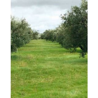 Compra CUBIERTA VEGETAL OLIVAR FLORA BIODIVERSIDAD PLUS (15 Kgr.). en la tienda online Fito Agrícola