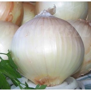 Compra CEBOLLA DULCE DE FUENTES Sel. Dulcinea (500 gr.). en la tienda online Fito Agrícola