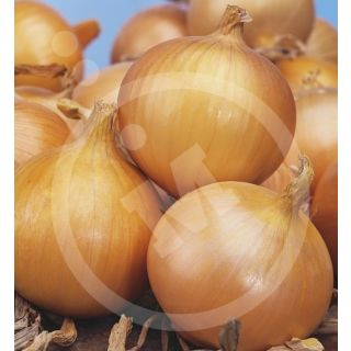 Compra CEBOLLA VALENCIANA TARDIA ELBA (100 gr.). en la tienda online Fito Agrícola