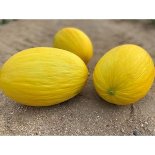 Compra MELÓN ROCHESTER F1 (1000 Semillas). en la tienda online Fito Agrícola