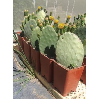 Compra CHUMBERA de Fruto ROJO en la tienda online Fito Agrícola