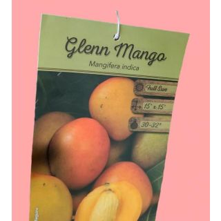 Compra MANGO GLENN en la tienda online Fito Agrícola