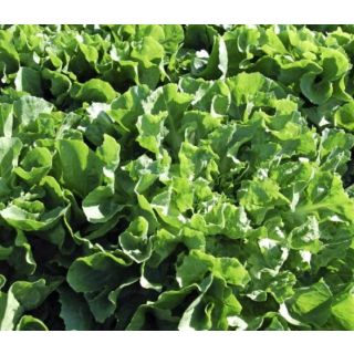 Compra ESCAROLA SALANCA Píldora Sphera (5.000 semillas) en la tienda online Fito Agrícola