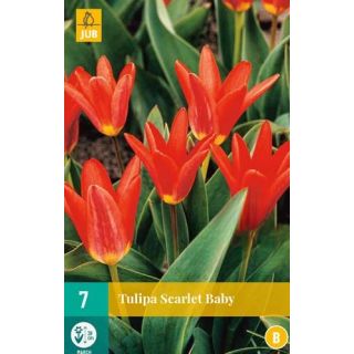 Compra TULIPÁN SCARLET BABY en la tienda online Fito Agrícola