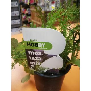 Compra MOSTAZA MIX ECOLÓGICA ME11 en la tienda online Fito Agrícola