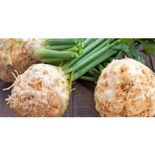 Compra APIO RÁBANO MONARCH EPS247 en la tienda online Fito Agrícola