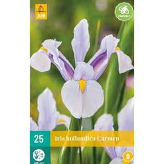 Compra IRIS HOLANDICA CARMEN en la tienda online Fito Agrícola