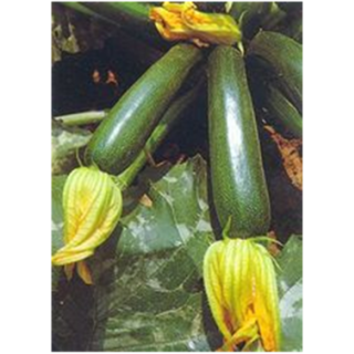 Compra CALABACÍN DIAMANT F1 (1.000 Semillas) en la tienda online Fito Agrícola