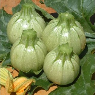 Compra CALABACÍN ROUND BEAUTY F1 (1.000 Semillas) en la tienda online Fito Agrícola