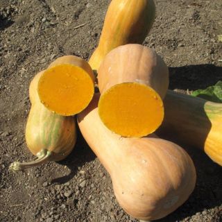 Compra CALABAZA LIZZARD F1 (1000 Semillas). en la tienda online Fito Agrícola