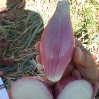 Compra CEBOLLA TROPEA LUNGA OP (500 gr.). en la tienda online Fito Agrícola